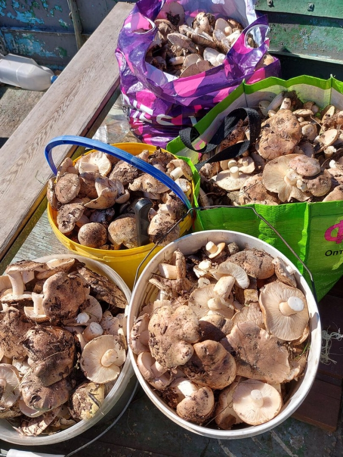 Подтопольники грибы