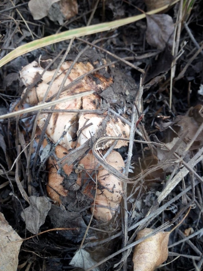 Рядовка тополевая