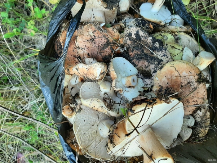 Подтопольники грибы