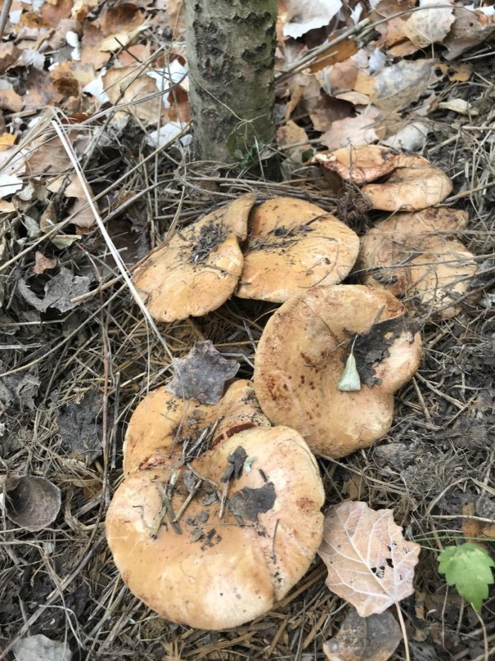 Рядовка тополевая грибы