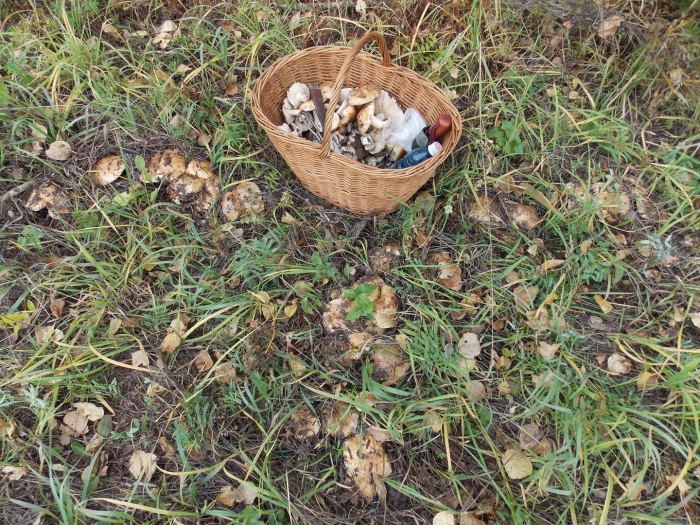 Грибы подтопольники на алтае