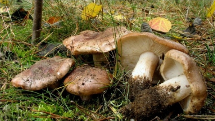 Рядовка tricholoma albobrunneum