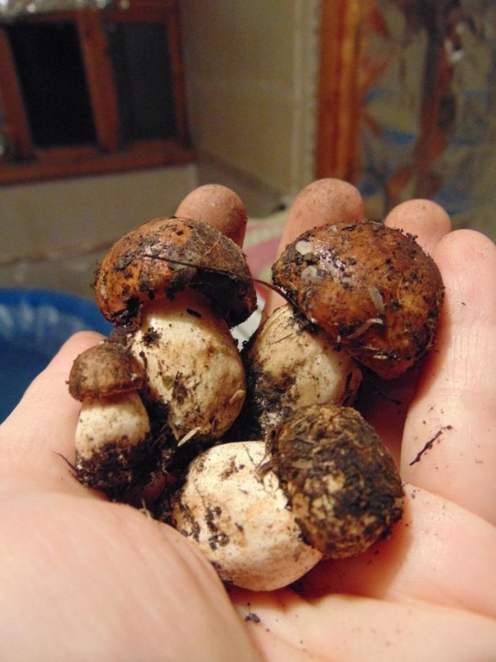 Подтопольник ( рядовка тополевая )грибы