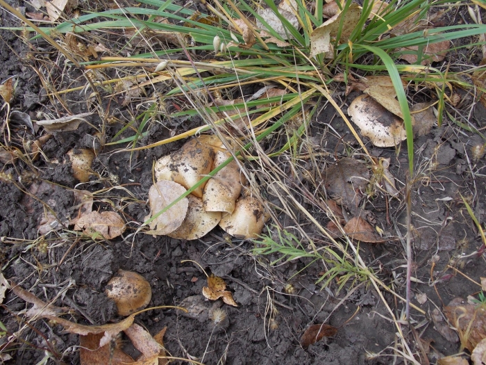 Тополиная рядовка грибы