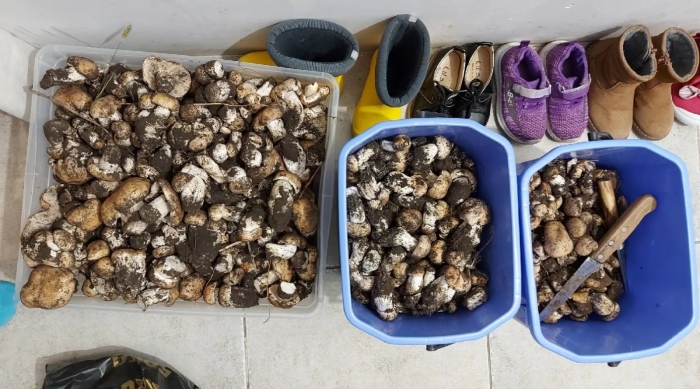 Подтопольники грибы