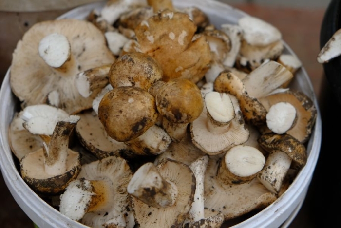 Подтопольник ( рядовка тополевая )грибы