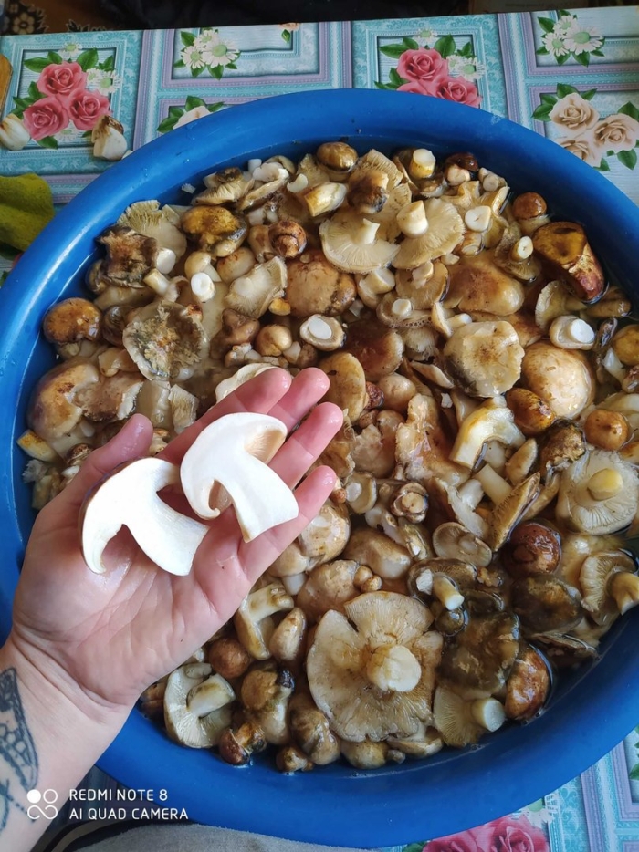 Валуи грибы маринованные