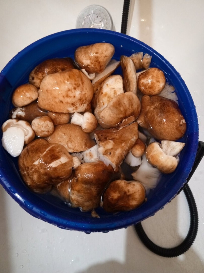 Подтопольник гриб