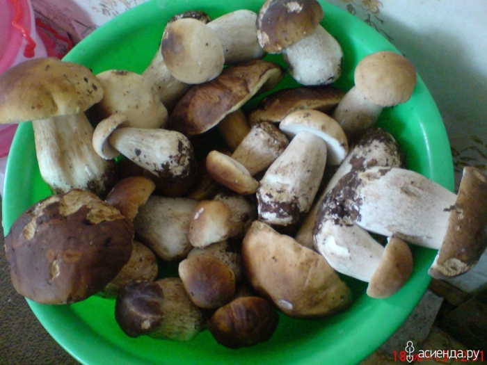 Морозики саратовские гриб