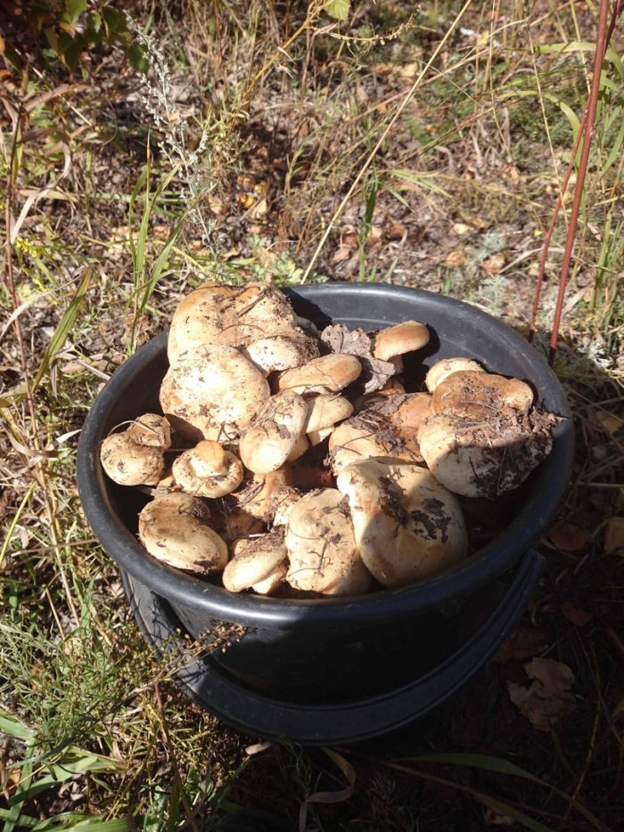 Подтопольники грибы съедобные