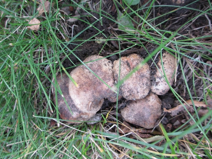 Agaricus subperonatus