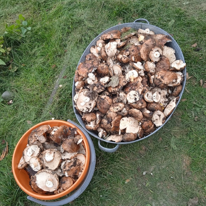 Подтопольник гриб