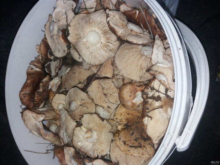 Грибы тополевки