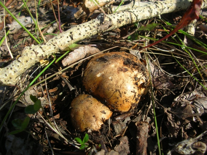 Грибы подтопольники валуи