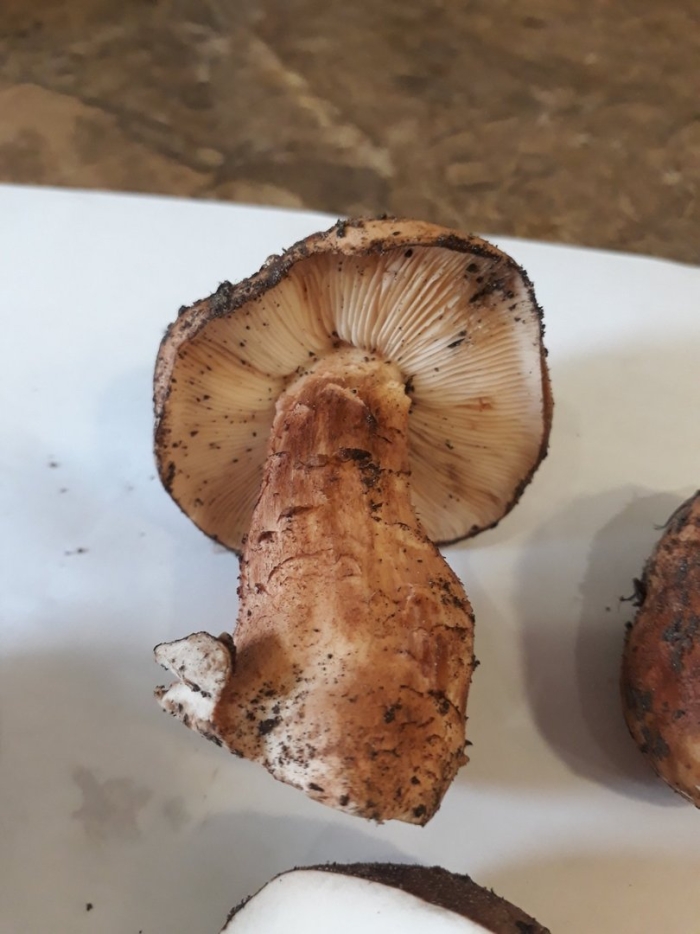 Гриб рядовка съедобный