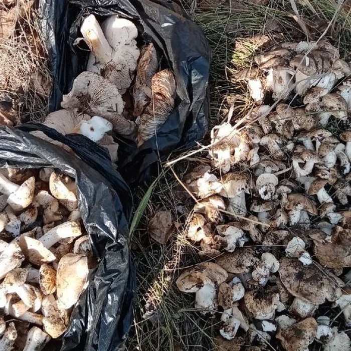 Подтопольники грибы