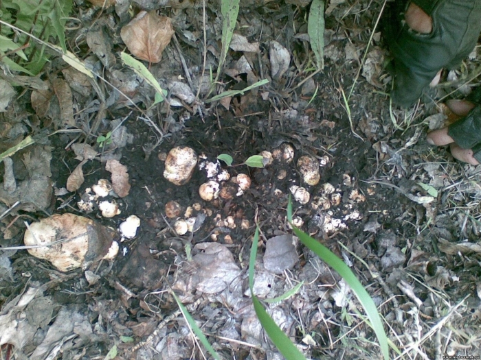 Подтопольник гриб