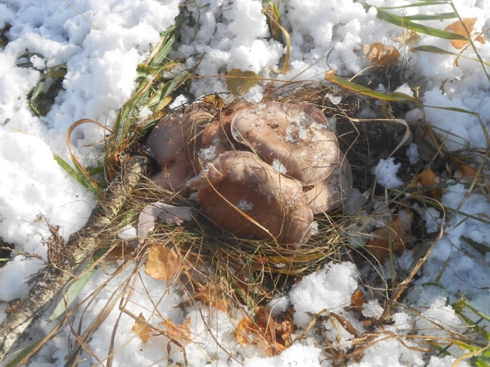 Гриб рядовка