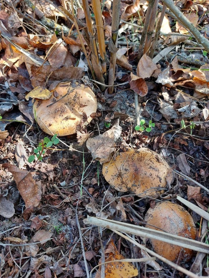 Рядовка подтопольники