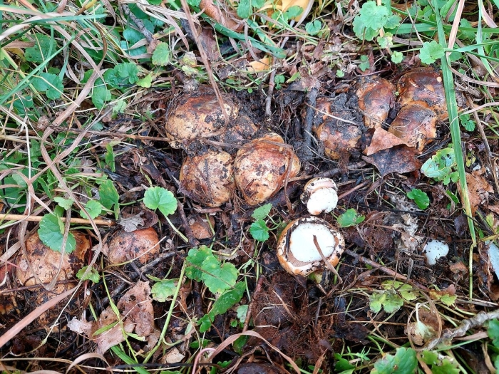 Грибы тополевки рядовки