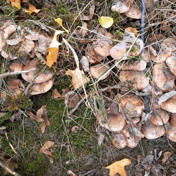 Гриб подтопольник