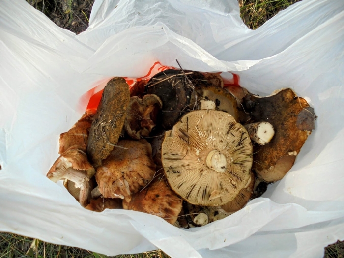 Грибы кузбасса