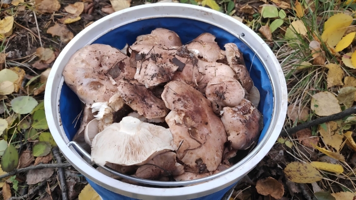 Икра из грибов рядовки