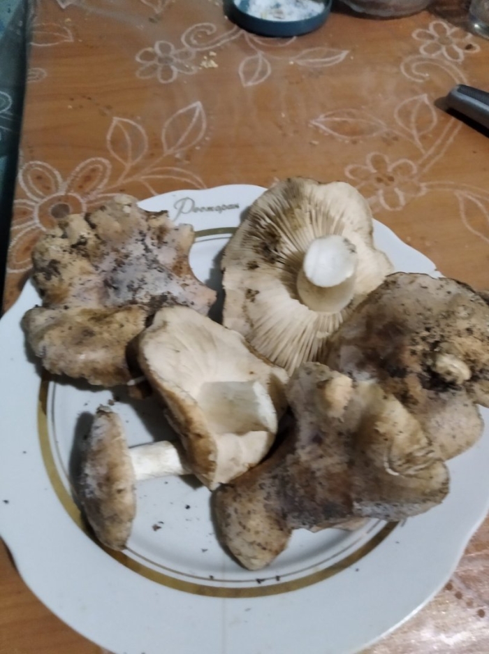 Подгруздок гриб