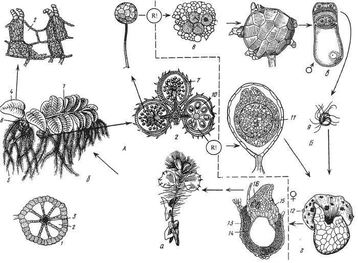 Сорусы сальвинии