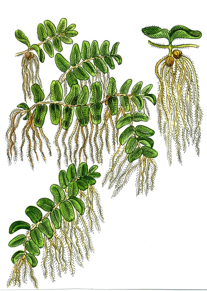 Сальвиния плавающая строение