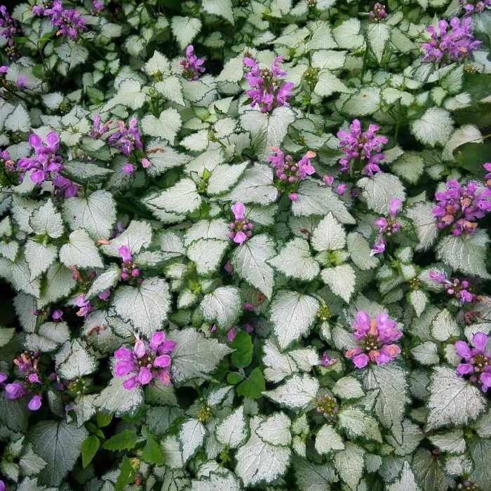 Яснотка pink pewter