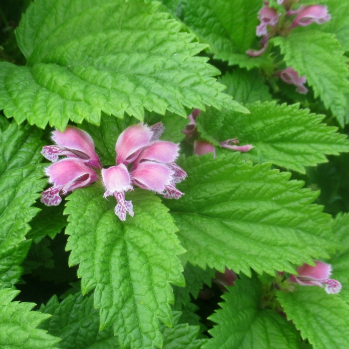 Яснотка пурпурная