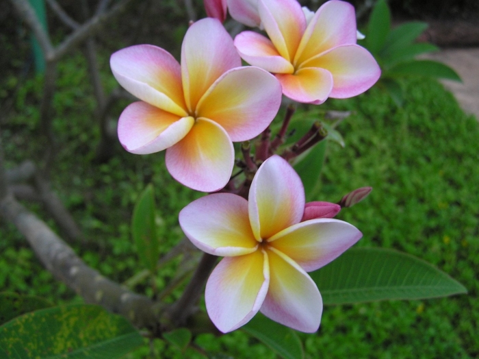Цветок тайланда франжипани