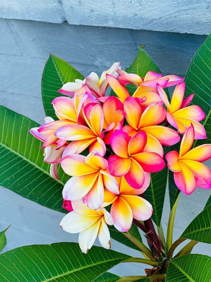 Цветы плюмерия франжипани