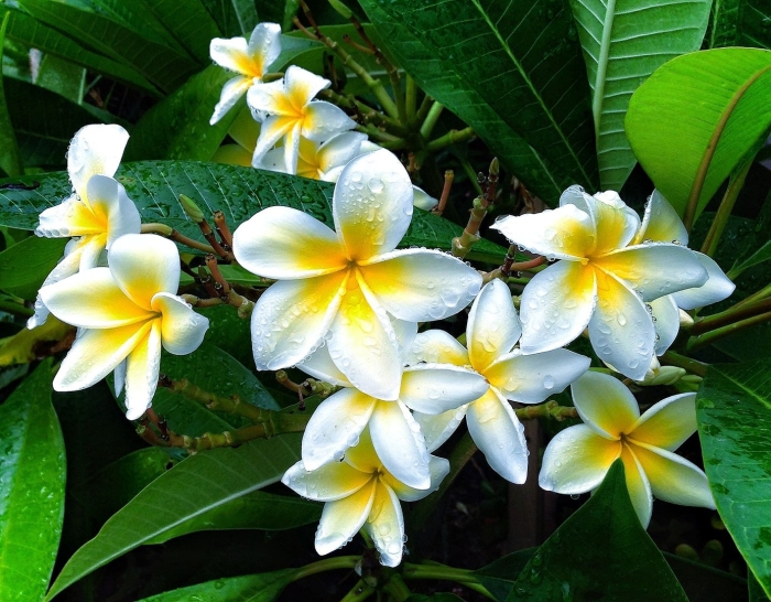 Плюмерия комнатное растение