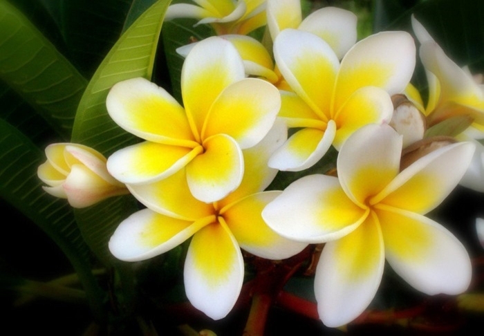 Экзотические цветы