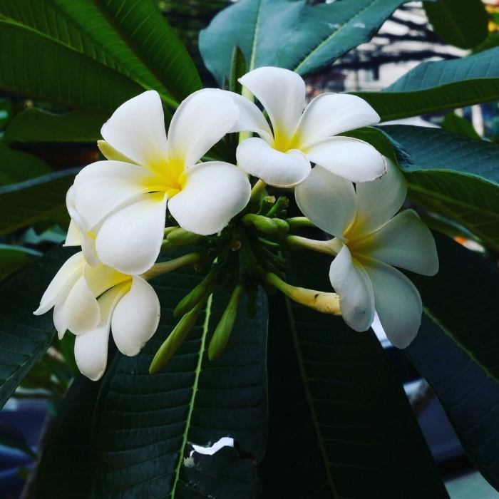 Цветок плюмерия