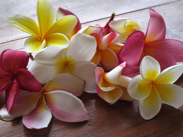 Цветы плюмерия франжипани