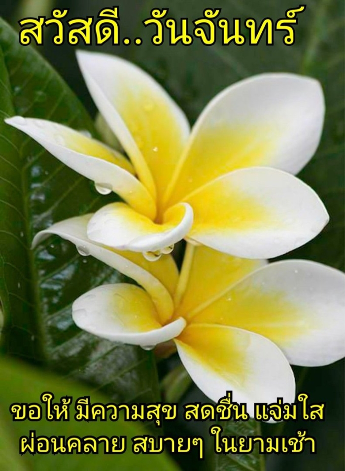 Кирибати плюмерия