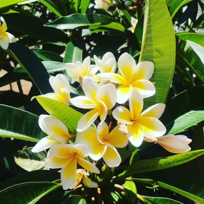 Цветы вьетнама франжипани
