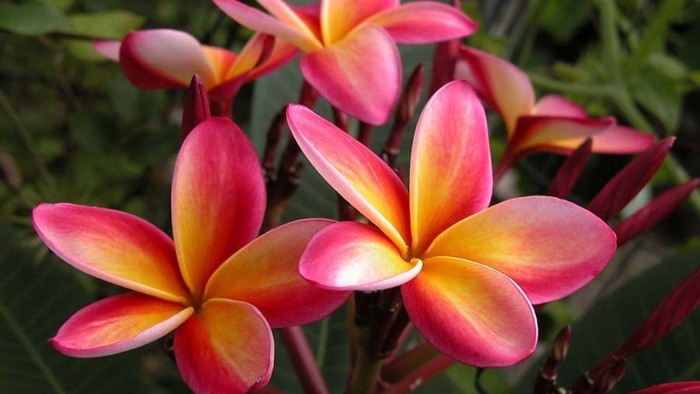 Плюмерия рубра