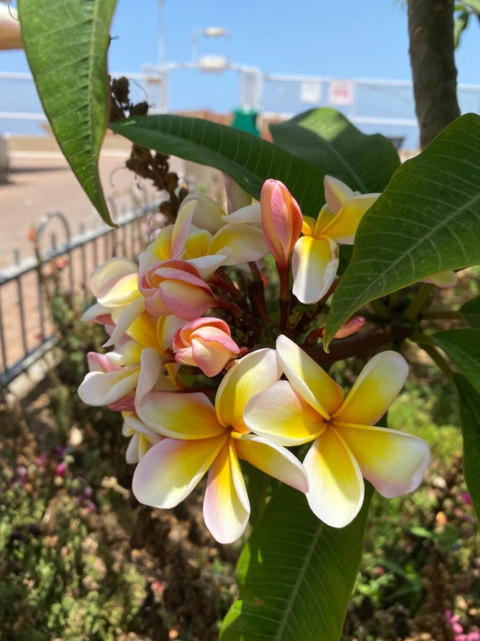 Цветок тайланда плюмерия