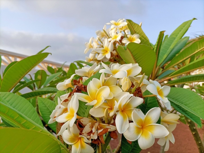 Плюмерия кустарник кипр