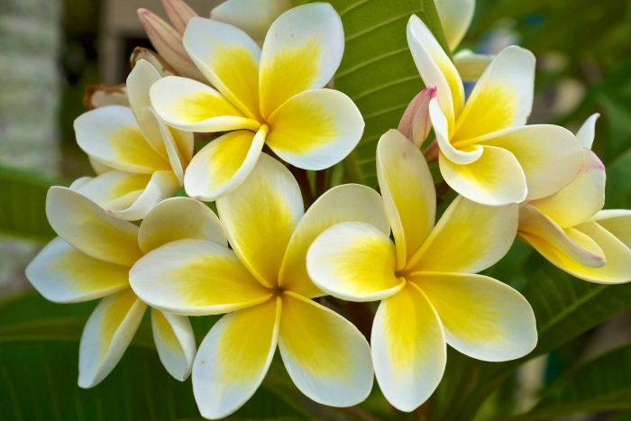 Тайский цветок плюмерия