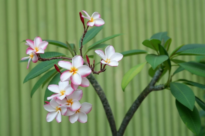 Дерево плюмерия франжипани