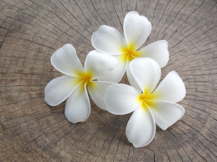 Франжипани сандал