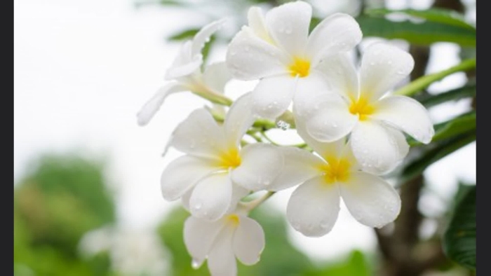 Цветок белый