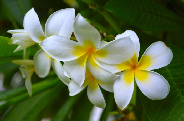 Плюмерия франжипани