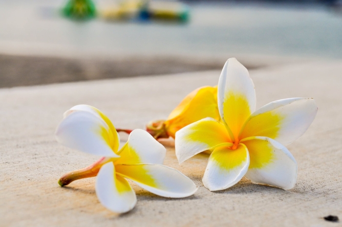 Плюмерия франжипани манго