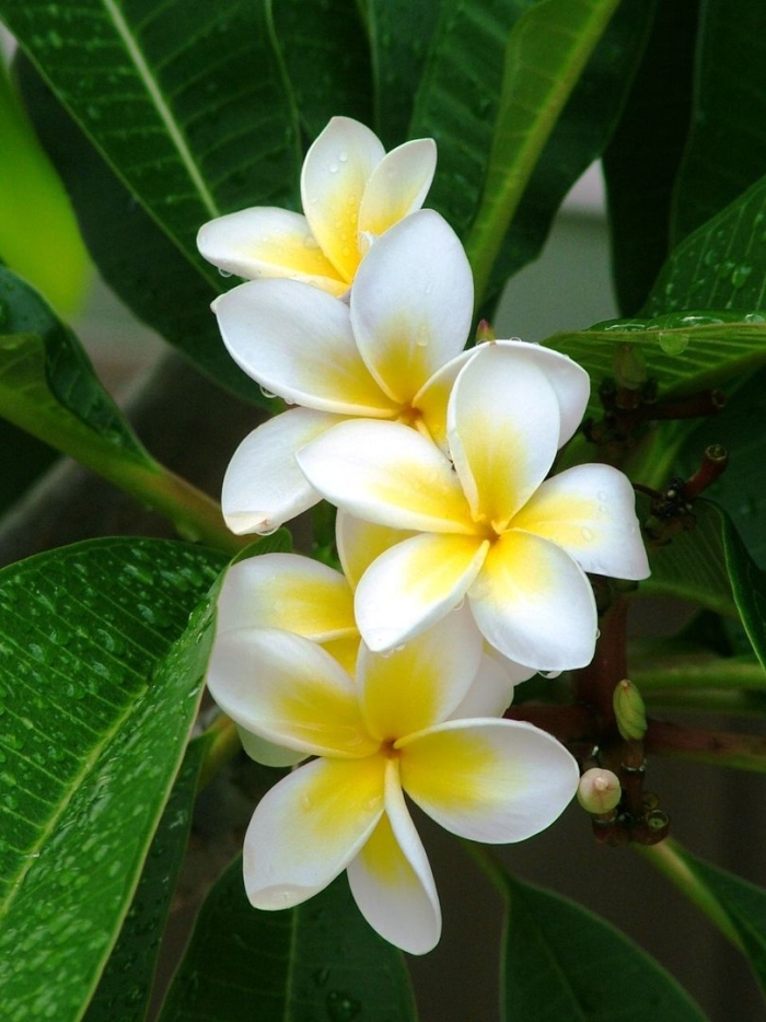 Плюмерия комнатная